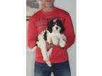 Adopt Sweetie a White - with Brown or Chocolate Labradoodle / English Springer
