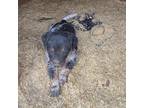 Adopt Melbourne a Tricolor (Tan/Brown & Black & White) Blue Heeler / Mixed dog