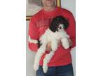 Adopt Izzy a White - with Brown or Chocolate Labradoodle / English Springer