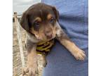 Adopt Toowamba a Brown/Chocolate - with Tan Blue Heeler / Mixed dog in Uxbridge
