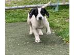 Adopt Peppermint Patty a Beagle / Dachshund / Mixed dog in Stoughton