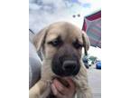 Adopt Willie a Tan/Yellow/Fawn - with Black Husky / Mixed dog in Uxbridge