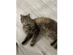 Adopt Toby a Brown Tabby Domestic Mediumhair / Mixed cat in Phillipsburg