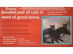 Adopt Bella & Simba Urgent Need Home a Gray, Blue or Silver Tabby Tabby (short