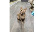 Adopt Email a Gray, Blue or Silver Tabby Domestic Shorthair cat in Joliet
