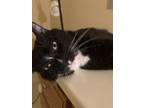 Adopt Charli a Black & White or Tuxedo American Shorthair / Mixed (medium coat)