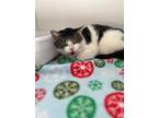 Adopt Mama Hoss a White Domestic Shorthair / Mixed Breed (Medium) / Mixed (short