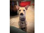 Adopt Pickles a Tan/Yellow/Fawn Mutt / Mixed dog in Lagrange, IN (41562385)