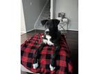 Adopt Snoopy a Black - with White Labrador Retriever / Belgian Malinois / Mixed