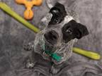 Adopt GAIL a Black German Shorthaired Pointer / Mixed dog in Denver