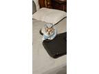 Adopt Firulais a White (Mostly) American Wirehair / Mixed (medium coat) cat in