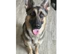 Adopt Chocolate a Tan/Yellow/Fawn - with Black German Shepherd Dog / German