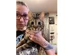 Adopt Marmalade a Brown Tabby Domestic Shorthair / Mixed (short coat) cat in