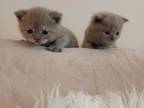 Madame Chloes Munchkins
