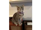 Adopt Lizzie Borden a Gray, Blue or Silver Tabby Domestic Shorthair / Mixed