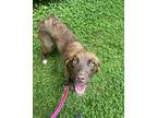 Adopt Lyra a Red/Golden/Orange/Chestnut Australian Shepherd / Mixed dog in