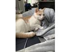 Adopt Thea a Tan or Fawn American Shorthair / Mixed (short coat) cat in