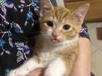Multiple Orange Kittens For Sale