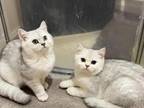 Female British Shorthair Kittens