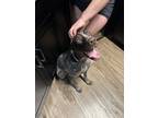 Adopt Juke a Brown/Chocolate - with White German Shorthaired Pointer / Mixed dog