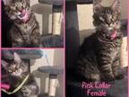 Mittens Kittens ALMOST ALL GONE 3 Female
