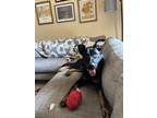 Adopt Theana a Black - with Tan, Yellow or Fawn German Shepherd Dog / Mixed dog