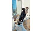 Adopt Charly a Brown/Chocolate - with White American Staffordshire Terrier /