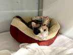 Adopt Dory a Domestic Shorthair / Mixed (short coat) cat in Raleigh