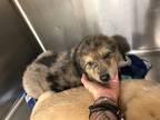 Adopt Max a Great Pyrenees / Mixed Breed (Medium) / Mixed dog in Neosho