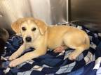 Adopt Ruby a Great Pyrenees / Mixed Breed (Medium) / Mixed dog in Neosho
