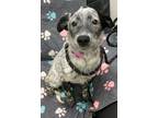 Adopt Dakota a Australian Cattle Dog / Mixed dog in Little Rock, AR (41560387)