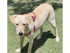 Adopt Andy & Tucker a White - with Tan, Yellow or Fawn Labrador Retriever /