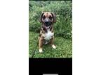 Adopt Higgins a Brown/Chocolate - with Black Beagle / Mixed dog in Easton