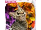 Adopt Habanero a Brown Tabby Domestic Shorthair cat in Toms River, NJ (41562280)