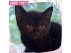 Adopt Cayenne a Brown Tabby Domestic Shorthair cat in Toms River, NJ (41562278)