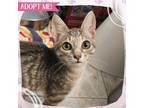 Adopt Marina a Gray, Blue or Silver Tabby Domestic Shorthair cat in Toms River