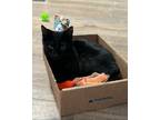 Adopt Steel a All Black Domestic Shorthair (short coat) cat in Temecula