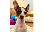 Adopt Mini Marti a White Italian Greyhound dog in Provo, UT (41562269)