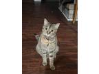 Adopt Muffin a Brown Tabby Domestic Shorthair / Mixed (short coat) cat in Corpus
