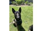 Adopt Mila a Black - with Tan, Yellow or Fawn Belgian Malinois / Mixed dog in
