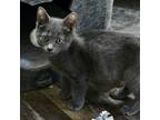 Adopt Smidgett a Gray or Blue (Mostly) Russian Blue cat in Knoxville