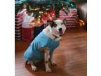 Adopt Zena a White - with Black Husky / Australian Cattle Dog / Mixed dog in