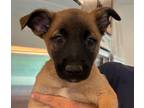 Adopt Ivy a Black - with Tan, Yellow or Fawn Belgian Malinois / Akita / Mixed