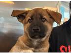 Adopt Galactus a Black - with Tan, Yellow or Fawn Belgian Malinois / Akita /