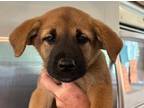 Adopt Maleficent a Black - with Tan, Yellow or Fawn Belgian Malinois / Akita /