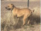 Adopt Tyson a Tan/Yellow/Fawn Staffordshire Bull Terrier / Terrier (Unknown