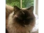 Adopt Scarlett O'Hara a Tan or Fawn (Mostly) Siamese cat in Knoxville