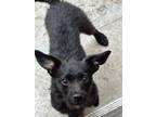 Adopt Julie a Standard Schnauzer / Terrier (Unknown Type