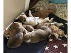 Adopt Waiting for you to name a Black - with White Black Mouth Cur / Mixed dog