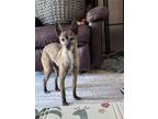 Adopt Milli a Tricolor (Tan/Brown & Black & White) Mutt / Mixed dog in Half Moon
